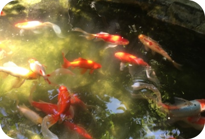 生き物のいる庭池の清掃業務